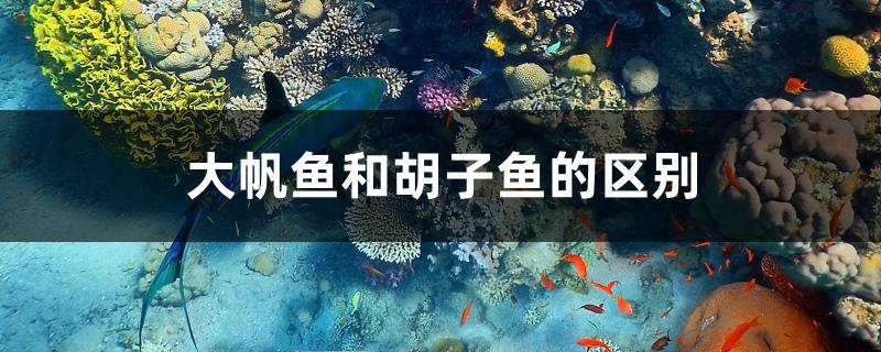 大帆鱼和胡子鱼的区别