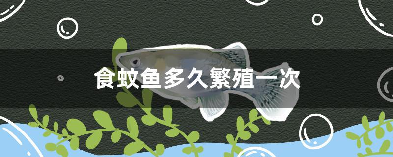 食蚊魚多久繁殖一次 海水魚（海水魚批發(fā)）