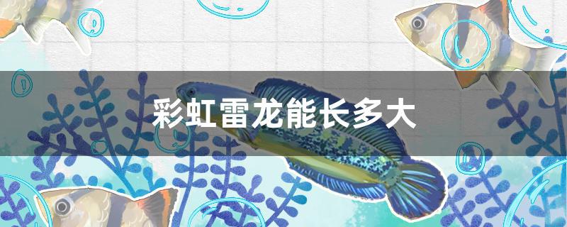 彩虹雷龙能长多大