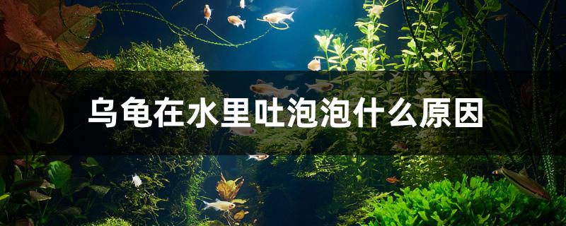 乌龟在水里吐泡泡什么原因 蝴蝶鲤鱼苗