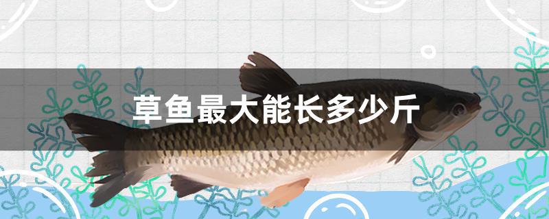 草鱼最大能长多少斤