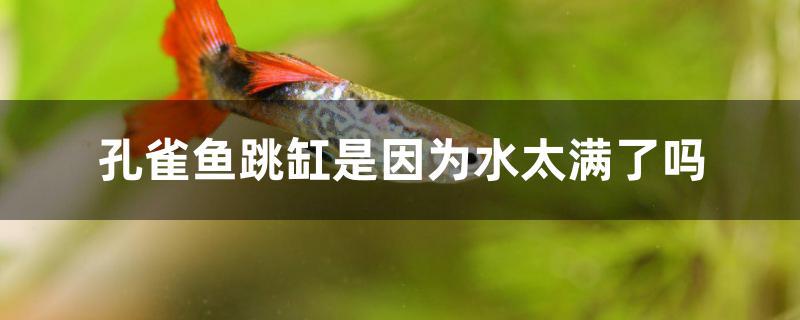 孔雀鱼跳缸是因为水太满了吗