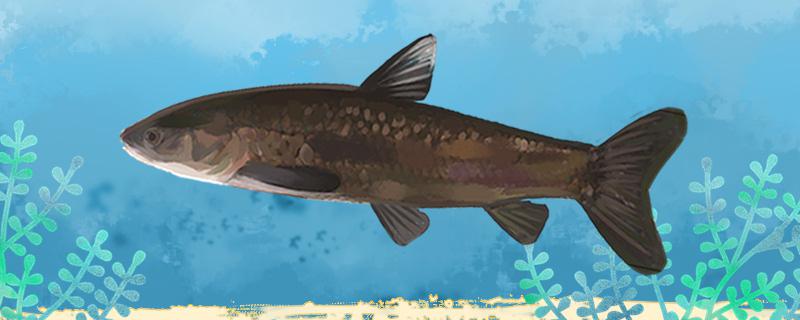 黒い穴で青魚を釣るのにどのくらいの大きさの浮きで、どのくらいの長さの釣竿を使うのか