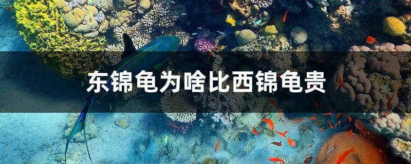 東錦龜為啥比西錦龜貴 巨骨舌魚(yú)