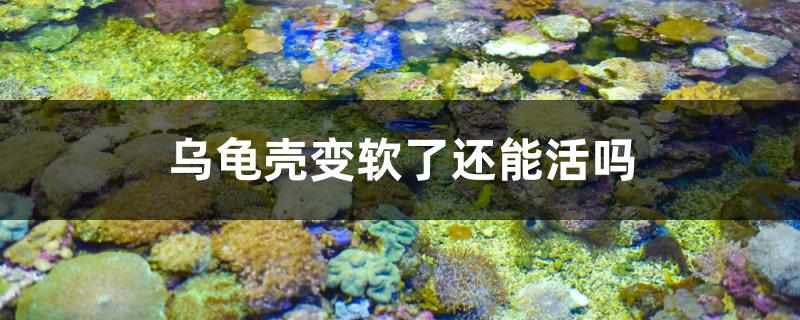 烏龜殼變軟了還能活嗎 廣州祥龍國(guó)際水族貿(mào)易