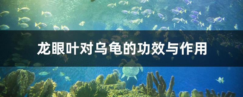 龙眼叶对乌龟的功效与作用