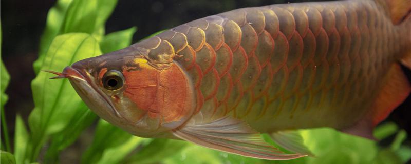 红龙鱼身上长白絮状物怎么办，为什么会得水霉病