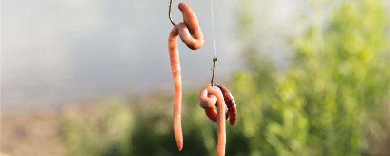 春天钓白条用什么饵料，用什么鱼竿