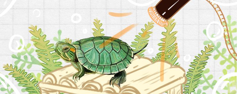 What is the reason for the Brazilian tortoise's call and how to solve it?