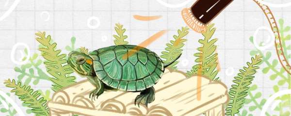 巴西龟会叫是什么原因，应该怎么解决