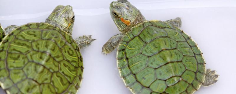 巴西龟为什么喜欢趴在另一只巴西龟背上，巴西龟是水龟还是陆龟