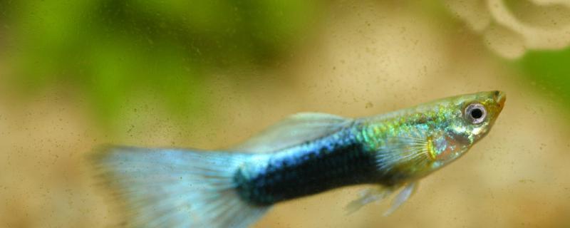 观赏鱼尾巴变黑了怎么回事，尾巴变黑怎么办