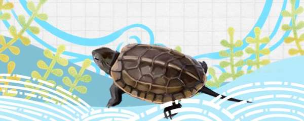 草龟会游泳吗，好养吗