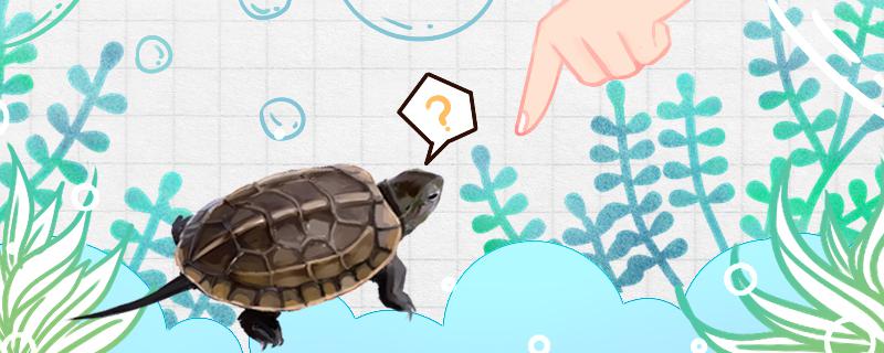 草龟能放生吗，怎么放生