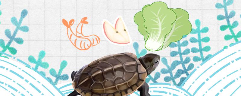 草龟一般吃什么，多长时间喂一次