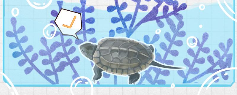 Is there any problem for the grass turtle to be in the water all the time? How high is the water level?