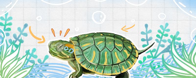 巴西龟为什么总是想爬出来，怎么解决