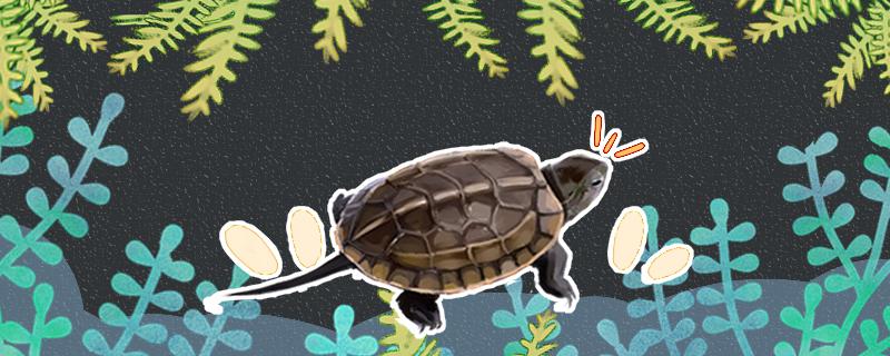 When do grass turtles start laying eggs? How many eggs do they lay at a time?