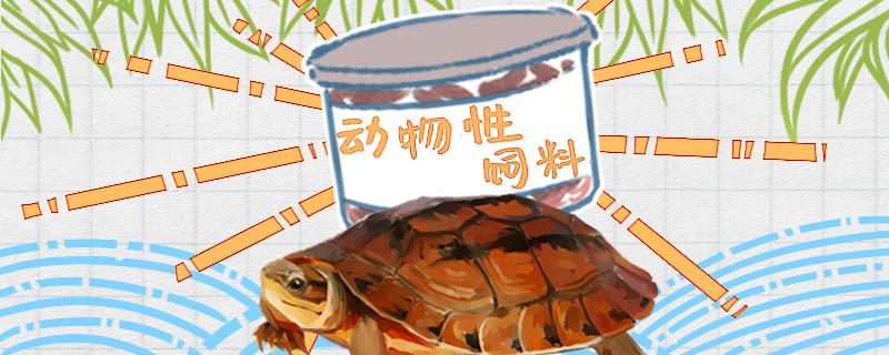 Is it good to feed the money turtle with dried shrimp? What kind of food is good to feed?