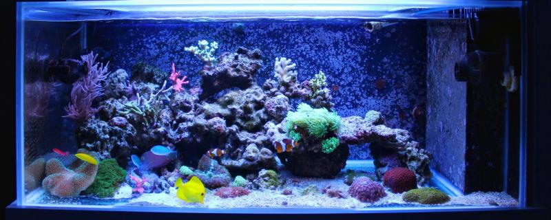 What is the reason for the yellow water in the fish tank? How to deal with the yellow water