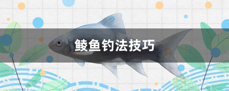 鯪魚(yú)釣法技巧