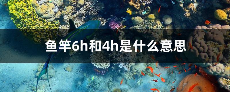 魚竿6h和4h是什么意思 申古三間魚