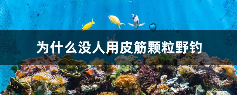 為什么沒人用皮筋顆粒野釣 其他品牌魚缸