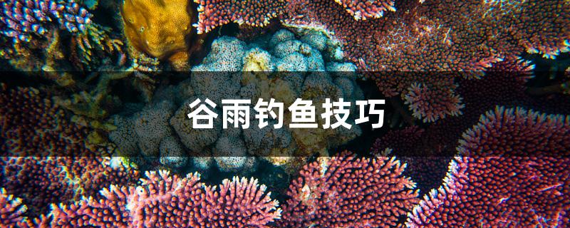 谷雨钓鱼技巧