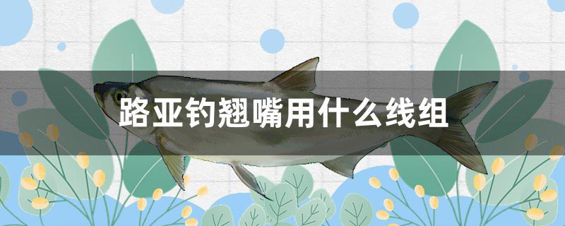 路亞釣翹嘴用什么線組 紅眼黃化幽靈火箭魚|皇家火箭魚