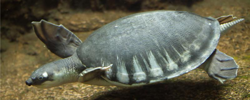 猪鼻龟可以干养多久可以深水养吗