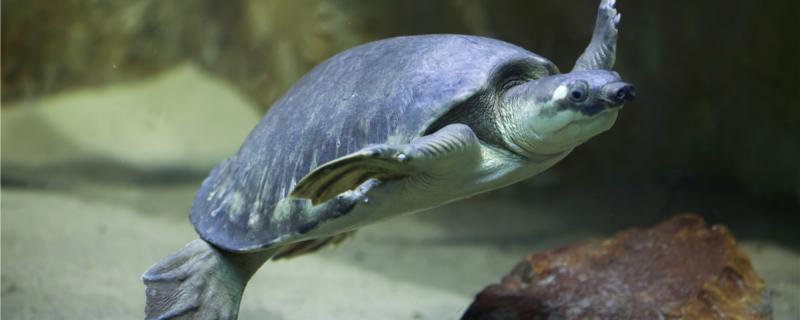 Pig-nosed turtles are fed once a few days. What should they be fed?