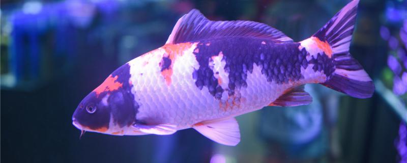 What reason is koi appears black spot, how to treat