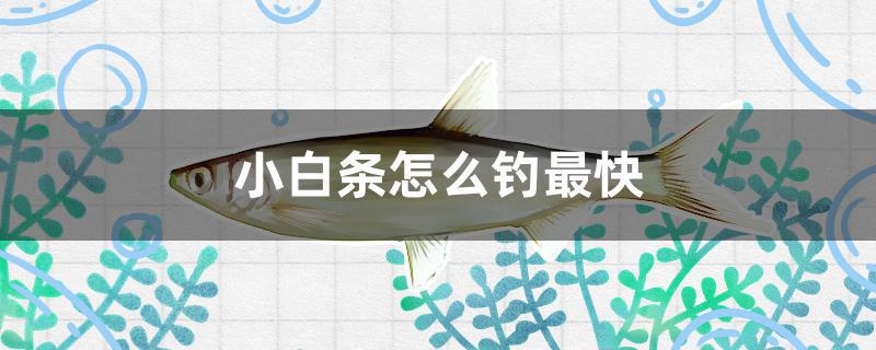小白条怎么钓最快