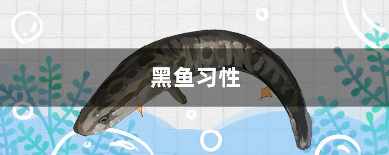 黑鱼习性 鱼百科