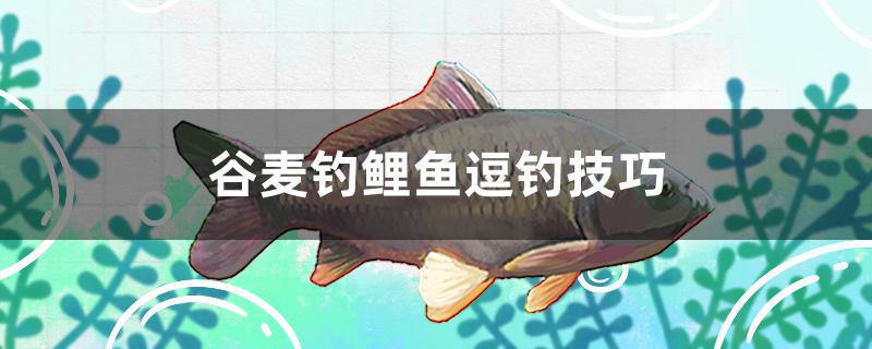谷麦钓鲤鱼逗钓技巧