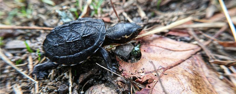 Does the musk tortoise float or sink? What kind of food does it feed