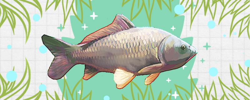 Can I catch carp below 10 degrees? How to catch it?