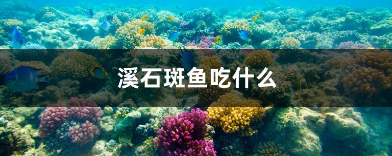 溪石斑鱼吃什么