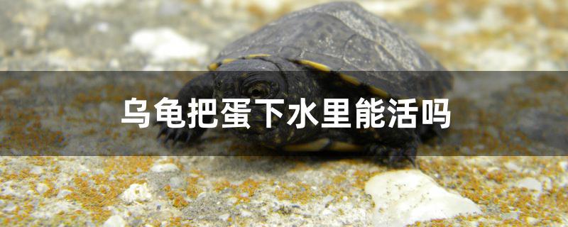 烏龜把蛋下水里能活嗎