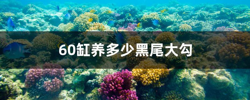 60缸养多少黑尾大勾