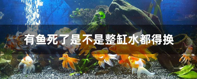 有鱼死了是不是整缸水都得换 黄金河虎鱼