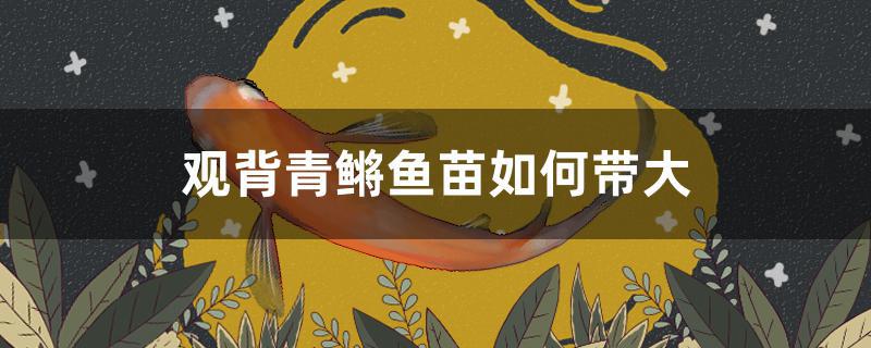 观背青鳉鱼苗如何带大