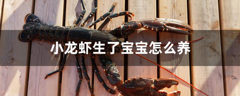 小龙虾生了宝宝怎么养
