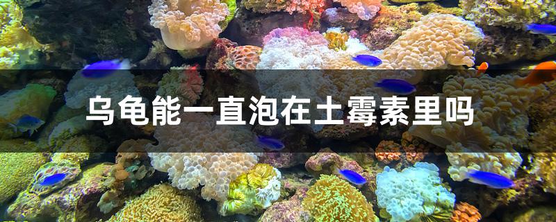 乌龟能一直泡在土霉素里吗