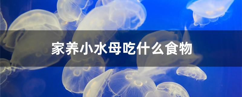 家養(yǎng)小水母吃什么食物 紅尾平克魚