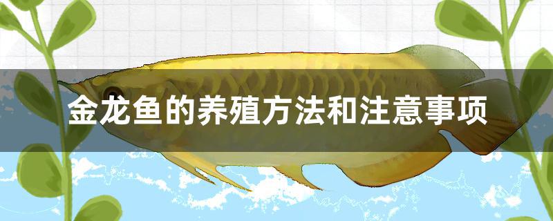 金龙鱼的养殖方法和注意事项 星点金龙鱼
