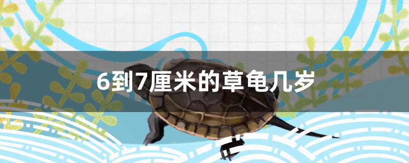 6到7厘米的草龟几岁