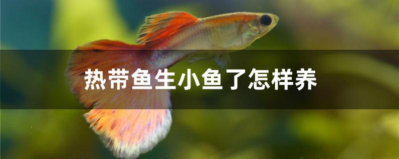 熱帶魚生小魚了怎樣養