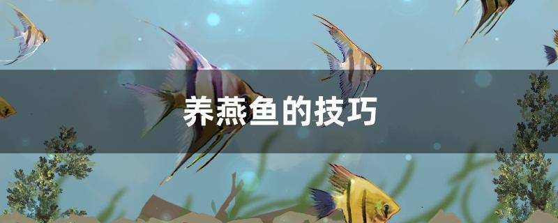 養(yǎng)燕魚的技巧 黑影道人魚