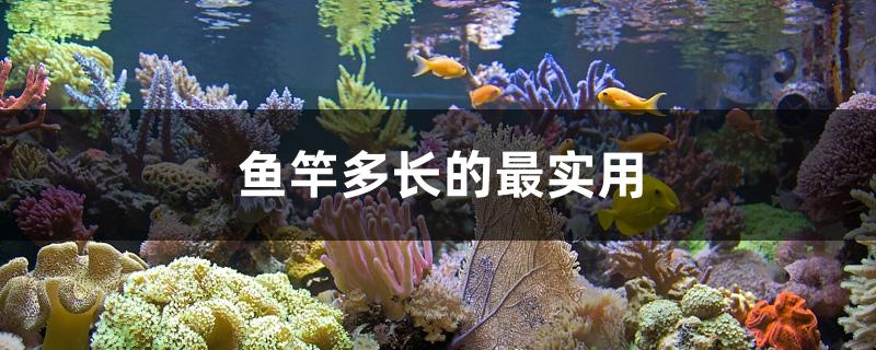 魚竿多長的最實用 觀賞魚百科